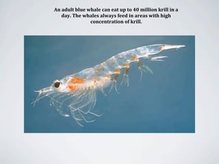 An adult blue whale can eat up to 40 million krill in a 
   day. The whales always feed in areas with high 
               concentration of krill.
 