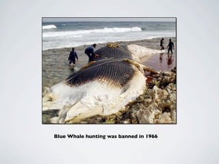 Blue Whale hunting was banned in 1966
 