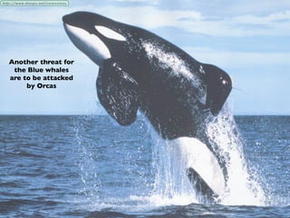 Another threat for
 the Blue whales
are to be attacked
     by Orcas
 