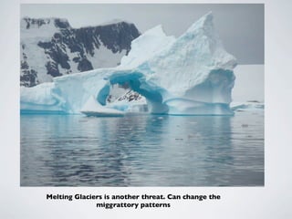 Melting Glaciers is another threat. Can change the
              miggrattory patterns
 