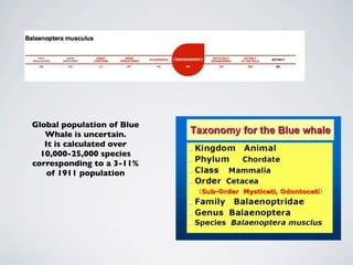 Global population of Blue
   Whale is uncertain.
   It is calculated over
  10,000-25,000 species
corresponding to a 3-11%
    of 1911 population
 