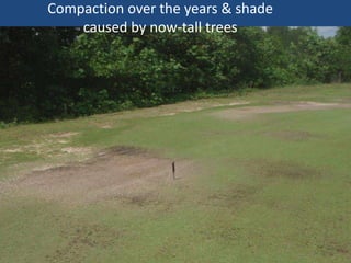 Compaction over the years & shade
caused by now-tall trees

 