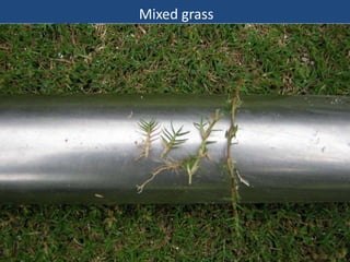 Mixed grass

 