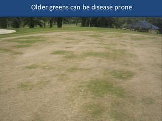 Older greens can be disease prone

 