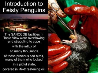 Introduction to
Feisty Penguins
The SANCCOB facilities in
Table View were overflowing
and struggling to cope
with the influx of
so many thousands
of these precious sea birds,
many of them who looked
in a pitiful state,
covered in life-threatening oil.
 