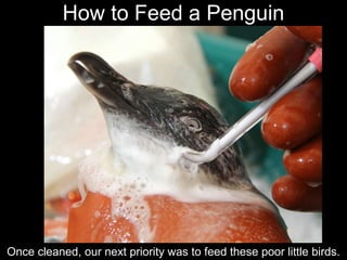 How to Feed a Penguin
Once cleaned, our next priority was to feed these poor little birds.
 