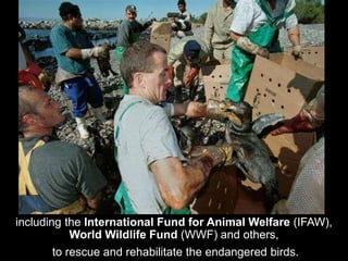 including the International Fund for Animal Welfare (IFAW),
World Wildlife Fund (WWF) and others,
to rescue and rehabilitate the endangered birds.
 