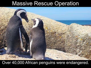 Within 10 days of the
MV Treasure spill,
over 20,000 oiled African
penguins had been admitted
into the rehabilitation cent...