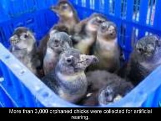 More than 3,000 orphaned chicks were collected for artificial
rearing.
 