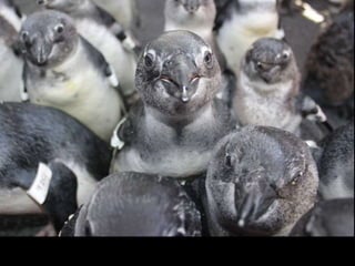 20 years ago - African Penguin Rescue 