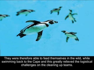 They were therefore able to feed themselves in the wild, while
swimming back to the Cape and this greatly relieved the logistical
challenges on the cleaning up teams.
 