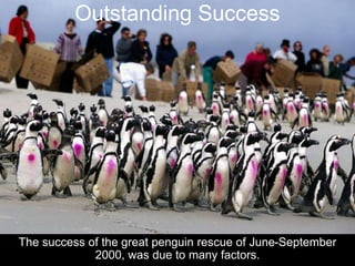 Outstanding Success
The success of the great penguin rescue of June-September
2000, was due to many factors.
 
