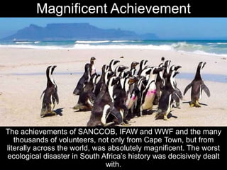 Magnificent Achievement
The achievements of SANCCOB, IFAW and WWF and the many
thousands of volunteers, not only from Cape Town, but from
literally across the world, was absolutely magnificent. The worst
ecological disaster in South Africa’s history was decisively dealt
with.
 