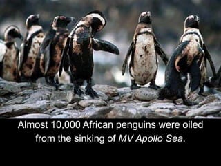Almost 10,000 African penguins were oiled
from the sinking of MV Apollo Sea.
 