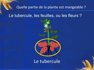 Quelle partie de la plante est mangeable ?

Le tubercule, les feuilles, ou les fleurs ?




              Le tubercule
 