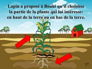 Lapin a proposé à Bouki qu’il choisisse
 la partie de la plante qui lui intéresse:
en haut de la terre ou en bas de la terre.




                                         37
 
