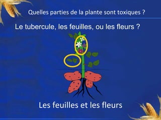 Quelles parties de la plante sont toxiques ?

Le tubercule, les feuilles, ou les fleurs ?




        Les feuilles et les fleurs
 
