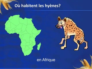 Où habitent les hyènes?




           en Afrique
 