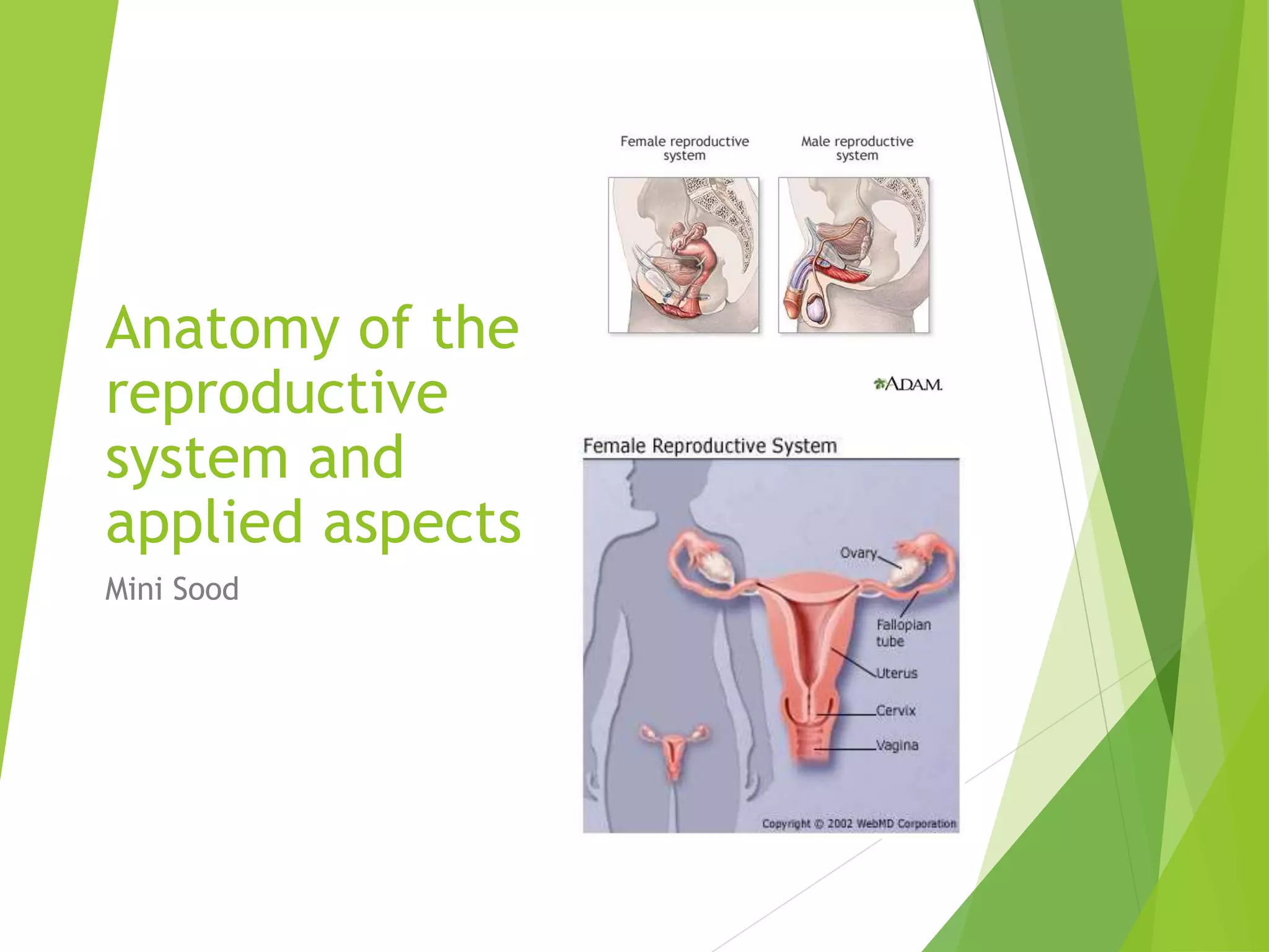 Applied Anatomy Of Uterus