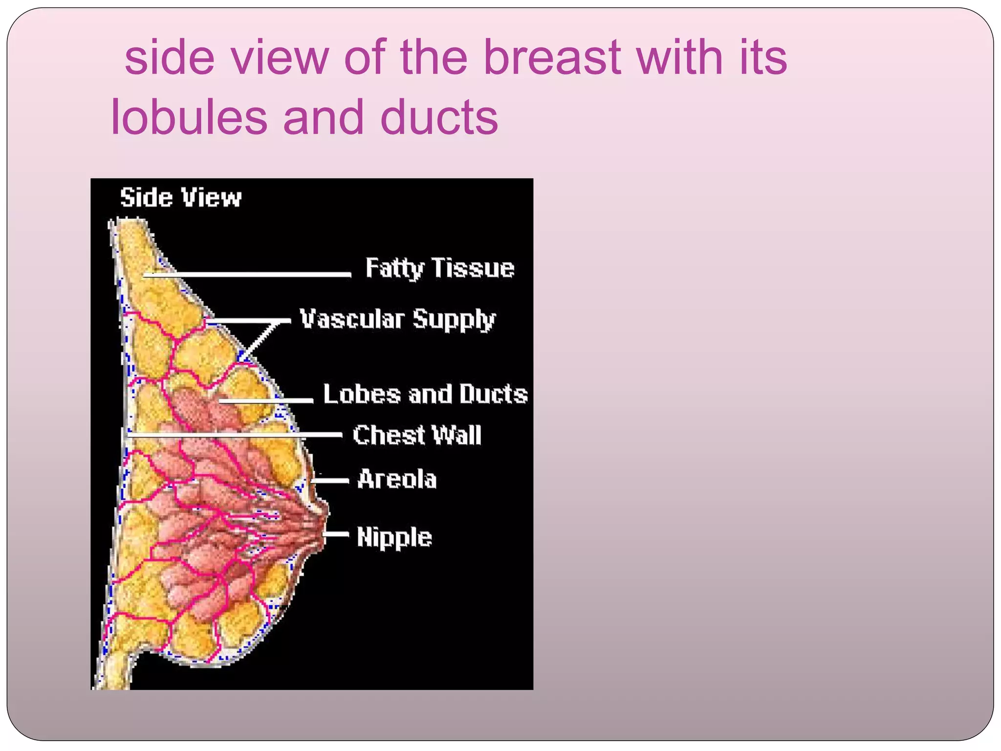 Brerast 21 08-16 female breast | PPTX
