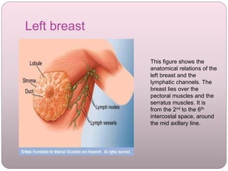 Left breast
This figure shows the
anatomical relations of the
left breast and the
lymphatic channels. The
breast lies over the
pectoral muscles and the
serratus muscles. It is
from the 2nd to the 6th
intercostal space, around
the mid axillary line.
 