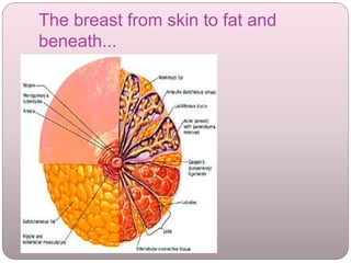 The breast from skin to fat and
beneath...
 