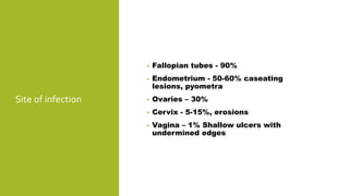 Site of infection
• Fallopian tubes - 90%
• Endometrium - 50-60% caseating
lesions, pyometra
• Ovaries – 30%
• Cervix - 5-15%, erosions
• Vagina – 1% Shallow ulcers with
undermined edges
 