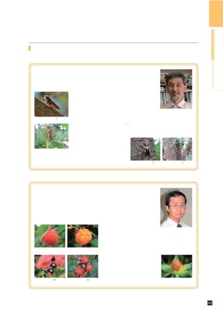 HIROSHIMA UNIVERSITY Environmental Report 2009
キャンパス内の多様な生息種



東広島キャンパスのセミ
 広島県は本州で最もセミの種類が多い県として知られ，東広島キャンパスも豊
かなセミ相
    （８種）を示しています。
             キャンパスのセミのシーズンは４月末に出現するハ
            ルゼミから始まります。このセミは初夏の頃特に大学
            会館からぶどう池にかけてのアカマツ林で合唱を聞か
            せてくれます。マツ林に強く依存するセミで，松枯れ
                   の影響を受けやすいセミです。               大学院工学研究科
                                               税所 康正 准教授
     ハルゼミ♂
                    また，シーズンの終盤にはチッチゼミが出現します。
                   このセミもマツに依存し，チッチッ…と単調に鳴きます。このセミはさらに松床
                   に生えているツツジ類に産卵し，里山の自然に適応した生活史をもったセミです。
                    真夏にはミンミンゼミとクマゼミが鳴きます。これらのセミは生息域を分ける
                   傾向がありますが，個体数は多くな
                   いものの，東広島キャンパスでは両
                   種の鳴き声を聞くことができます。
ネジキに産卵するチッチゼミ
                    さらに，ががら山にはヒグラシが
多産し，７月下旬の朝夕，特に明け方には全山が鈴を鳴らすよ
うな大合唱に包まれます。                                 ニイニイゼミ♂        ヒグラシ♂




いつも小鳥と争奪戦，キャンパスの野生イチゴ
 広島大学東広島キャンパスは季節折々の美味な野生イチゴの宝庫です。広島大
学は昔移転先と決めた現在の地に元々あった里山環境の大切さを認識し，移転後
継続的な学内スタッフによる管理と構成員の協力の下，現在では大学の教育役割
や大切さを学ぶ絶好の環境となって研究と里山の両環境の共生が成功し，里山の
役割や大切さを学ぶ絶好の環境となっています。そこでは春夏秋冬に合わせ様々
                                   な花，昆虫，野鳥，小動物と出会え
                                   目を楽しませてくれると同時に，時     大学院理学研究科
                                                       藤原 好恒 准教授
                                   には味覚も満足させてくれます。キ
                                   ャンパス内の花や実の写真撮影を使命（？）と感じている私は，
                                   見て（撮影して）そして味わってと二度にわたり里山環境に親
 クサイチゴ （草苺）  ６月中旬   ナガバノモミジイチゴ６月上旬
標準的な苺の味,野生としてのコクがある   気品を感じる上品な甘み
                                   しんでいます。ここにこれまで撮影してきた写真を使い，種類
                                   豊富な野生イチゴのいくつかを紹介し
                                   てみます。是非，皆さんも自らの足で
                                   踏入，キャンパスに共生する里山のす
                                   ばらしさを体感してみてください。
                                    ヘビイチゴ（蛇苺）の赤ちゃん
 ナツハゼ（夏櫨）11月下旬    フユイチゴ（冬苺）11月下旬                       ヘビイチゴ（蛇苺）の赤ちゃん
 日本のブルーベリーといわれる   酸っぱい適度な歯ごたえと酸味   お薦めです。               ４月下旬成熟しても美味しくない




                                                       自然環境／キャンパス内の多様な生息種   22
 