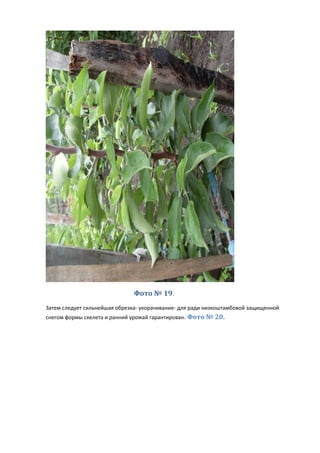 Фото № 19.
Затем следует сильнейшая обрезка- укорачивание- для ради низкоштамбовой защищенной
снегом формы скелета и ранний урожай гарантирован. Фото № 20.
 