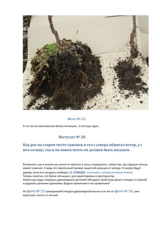 Фото № 22.
А что это за таинственное белое пятнышко. А это еще один:
Постулат № 20.
Как рос на старом месте саженец и его с севера обжигал ветер, а с
юга солнце, так и на новом месте он должен быть посажен.
Вспомните, как в школе нас учили не теряться в лесу и определять- север там, где годовые кольца
имеют сужение. А ведь это практичный пример защитной реакции от холода. И каково будет
дереву, если его посадить наоборот, к северу-«теплым», незакаленным боком.
Теперь понятно, что белое пятнышко- для ориентировки в пространстве.
Какие еще виды плодовых древовидных растений обладают свойством давать отводки от корней
и радовать ранними урожаями, будучи привитыми и не привитыми?
На фото № 23 прикорневой отводок древовидной вишни и он же на фото № 24, уже
взрослый, почти 3-х летний.
 