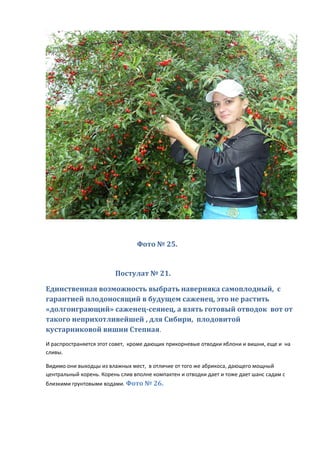 Фото № 25.
Постулат № 21.
Единственная возможность выбрать наверняка самоплодный, с
гарантией плодоносящий в будущем саженец, это не растить
«долгоиграющий» саженец-сеянец, а взять готовый отводок вот от
такого неприхотливейшей , для Сибири, плодовитой
кустарниковой вишни Степная.
И распространяется этот совет, кроме дающих прикорневые отводки яблони и вишни, еще и на
сливы.
Видимо они выходцы из влажных мест, в отличие от того же абрикоса, дающего мощный
центральный корень. Корень слив вполне компактен и отводки дает и тоже дает шанс садам с
близкими грунтовыми водами. Фото № 26.
 