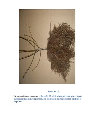 Фото № 26.
Ну и для общего развития - фото № 27 и 28, именно сеянцев- с ярко
выраженными центральными корнями древовидной вишни и
персика.
 