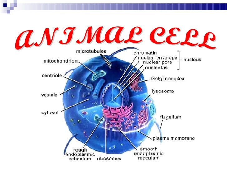 form4(BIOLOGY) chap 2 pt1
