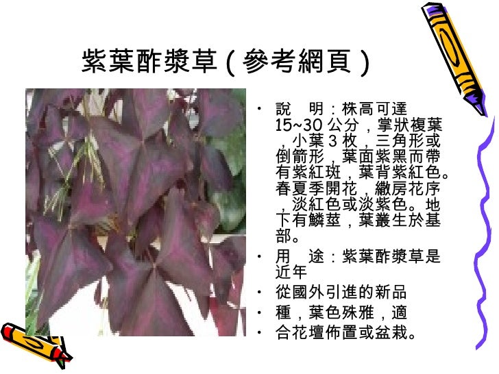 校園植物六乙21號陳亭如