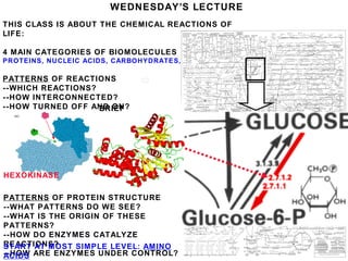 WEDNESDAY’S LECTURE
THIS CLASS IS ABOUT THE CHEMICAL REACTIONS OF
LIFE:
4 MAIN CATEGORIES OF BIOMOLECULES
PROTEINS, NUCLEIC ACIDS, CARBOHYDRATES, LIPIDS
PATTERNS OF REACTIONS
--WHICH REACTIONS?
--HOW INTERCONNECTED?
--HOW TURNED OFF AND ON?
PATTERNS OF PROTEIN STRUCTURE
--WHAT PATTERNS DO WE SEE?
--WHAT IS THE ORIGIN OF THESE
PATTERNS?
--HOW DO ENZYMES CATALYZE
REACTIONS?
--HOW ARE ENZYMES UNDER CONTROL?
START AT MOST SIMPLE LEVEL: AMINO
ACIDS
CONTROL POINT
IS PROTEINS
HEXOKINASE
BRIEF
DIGRESSION TO
PyMOL
 