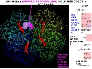 ION PAIRS (PURPLE SPACEFILLING) HOLD HEMOGLOBIN
TOGETHER!
HISTIDINE
+
-
+
-
-
HIS
CAN
HAVE +
CHARG
E OR
NO
CHARG
E
ASPARTIC
ACID
HISTIDIN
E
H+
AA R
GROUP
(SIDECHAIN
)
ION PAIR
FORMS
ONLY
IF EACH
GROUP IS
CHARGED
 