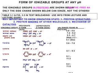 FORM OF IONIZABLE GROUPS AT ANY pH
IONIZABLE GROUP
PROTONATE
D FORM
(ACID)
UNPROTONATE
D FORM (BASE) pKa RANGE FOUND IN
PROTEINS
THE IONIZABLE GROUPS IN PROTEINS ARE SHOWN BELOW
ONLY THE SIDE CHAINS SHOWN BELOW CAN IONIZE, NOT THE OTHERS!
WHY IMPORTANT TO KNOW IONIZATION STATE: 1. PROTEIN STRUCTURE;
2. PROTEIN BINDING OF OTHER MOLECULES; 3. MECHANISM OF
CATALYSIS
TABLE 3.1 & FIG. 3.5 IN TEXT MISLEADING! USE INFO FROM LECTURE AND
LECTURE GUIDE!
NOT THE FREE AA
3.0 - 4.6
7.2 - 8.2
2.3 - 4.7
(Asp) 3.3 -
5.1 (Glu)
5.6 - 7.6
4.1 - 9.5
9.1 -
11.5
9.4 -
11.6
 