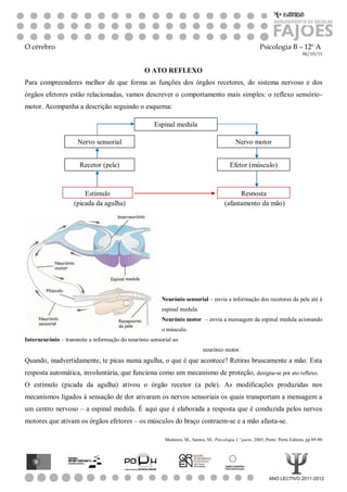 O cérebro                                                                                                  Psicologia B – 12º A
                                                                                                                                  06/10/11


                                                 O ATO REFLEXO
Para compreenderes melhor de que forma as funções dos órgãos recetores, do sistema nervoso e dos
órgãos efetores estão relacionadas, vamos descrever o comportamento mais simples: o reflexo sensório-
motor. Acompanha a descrição seguindo o esquema:

                                                     Espinal medula

                     Nervo sensorial                                                          Nervo motor


                      Recetor (pele)                                                       Efetor (músculo)



                        Estímulo                                                              Resposta
                    (picada da agulha)                                                  (afastamento da mão)




                                                        Neurónio sensorial – envia a informação dos recetores da pele até à
                                                        espinal medula.
                                                        Neurónio motor – envia a mensagem da espinal medula acionando
                                                        o músculo.
Interneurónio – transmite a informação do neurónio sensorial ao
                                                                             neurónio motor.
Quando, inadvertidamente, te picas numa agulha, o que é que acontece? Retiras bruscamente a mão. Esta
resposta automática, involuntária, que funciona como um mecanismo de proteção, designa-se por ato reflexo.
O estímulo (picada da agulha) ativou o órgão recetor (a pele). As modificações produzidas nos
mecanismos ligados à sensação de dor ativaram os nervos sensoriais os quais transportam a mensagem a
um centro nervoso – a espinal medula. É aqui que é elaborada a resposta que é conduzida pelos nervos
motores que ativam os órgãos efetores – os músculos do braço contraem-se e a mão afasta-se.

                                                         Monteiro, M., Santos, M., Psicologia 1.ª parte, 2005, Porto: Porto Editora, pp 89-90




                                                                                                                ANO LECTIVO 2011-2012
 