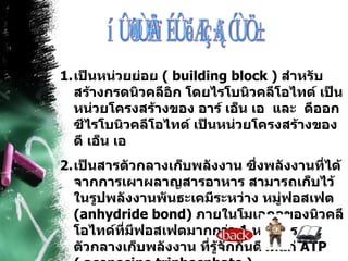 หน้าที่ของนิวคลีโอไทด์ เป็นหน่วยย่อย  (  building block  )  สำหรับสร้างกรดนิวคลีอิก โดยไรโบนิวคลีโอไทด์ เป็นหน่วยโครงสร้างของ อาร์ เอ็น เอ  และ  ดีออกซีไรโบนิวคลีโอไทด์ เป็นหน่วยโครงสร้างของ ดี เอ็น เอ  เป็นสารตัวกลางเก็บพลังงาน ซึ่งพลังงานที่ได้จากการเผาผลาญสารอาหาร สามารถเก็บไว้ในรูปพลังงานพันธะเคมีระหว่าง หมู่ฟอสเฟต  (anhydride bond)  ภายในโมเลกุลของนิวคลีโอไทด์ที่มีฟอสเฟตมากกว่า  1  หมู่ สารตัวกลางเก็บพลังงาน ที่รู้จักกันดีได้แก่  ATP  ( acenosine triphosphate )   เป็นตัวกลางในการออกฤทธิ์ของฮอร์โมน เช่น  cAMP  