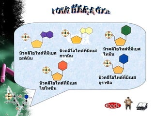 ชนิดของนิวคลีโอไทด์ นิวคลีโอไทด์ที่มีเบสไซโทซีน นิวคลีโอไทด์ที่มีเบสยูราซิล นิวคลีโอไทด์ที่มีเบสอะดินิน นิวคลีโอไทด์ที่มีเบสกวานิน นิวคลีโอไทด์ที่มีเบสไทมีน 