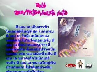 ดี เอน เอ เป็นสารชีวโมเลกุลที่ใหญ่ที่สุด ในคนพบ ดี เอน เอ ในนิวเคลียสของเซลล์และในไมโตคอนเดรีย ดี เอน เอ มีขนาดและรูปร่างที่แตกต่างกัน ตั้งแต่มีรูปร่างเป็นวงกลม เช่น พลาสมิดซึ่งเป็น ดี เอน เอ ขนาดเล็กในบักเตรีจนถึง ดี เอน เอ ขนาดใหญ่พันม้วนกับแกนโปรตีนอย่างซับซ้อนจนมองเห็นได้ด้วยกล้องจุลทรรศน์ เช่น โครโมโซมในเซลล์มนุษย์ 