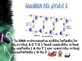 การยึดจับของเบสในดี เอ็น เอ *  ใน  DNA   จะประกอบด้วย อะดีนีน , ไซโตซีน , ไทมีน , กวานีน (  A C T G  )  โดยที่ เบสอะดีนีน จะจับคู่กับ เบสไทมีน  (  A  กับ  T  )  และ เบสกวานีน จะจับคู่กับเบสไซโตซีน  (  G  กับ  C  )  เสมอ 