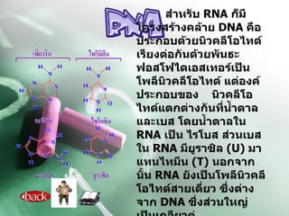 สำหรับ  RNA  ก็มีโครงสร้างคล้าย  DNA  คือประกอบด้วยนิวคลีโอไทด์เรียงต่อกันด้วยพันธะฟอสโฟไดเอสเทอร์เป็น  โพลีนิวคลีโอไทด์ แต่องค์ประกอบของ  นิวคลีโอไทด์แตกต่างกันที่น้ำตาล และเบส โดยน้ำตาลใน  RNA  เป็น ไรโบส ส่วนเบสใน  RNA  มียูราซิล  (U)  มาแทนไทมีน  (T)  นอกจากนั้น  RNA  ยังเป็นโพลีนิวคลีโอไทด์สายเดี่ยว ซึ่งต่างจาก  DNA  ซึ่งส่วนใหญ่เป็นเกลียวคู่   