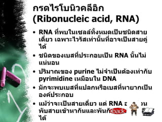 กรดไรโบนิวคลีอิก  (Ribonucleic acid, RNA) RNA  ที่พบในเซลล์ทั้งหมดเป็นชนิดสายเดี่ยว เฉพาะไวรัสเท่านั้นที่อาจเป็นสายคู่ได้  ชนิดของเบสที่ประกอบเป็น  RNA  นั้นไม่แน่นอน  ปริมาณของ  purine  ไม่จำเป็นต้องเท่ากับ  pyrimidine  เหมือนใน  DNA  มักจะพบเบสที่แปลกหรือเบสที่หายากเป็นองค์ประกอบ  แม้ว่าจะเป็นสายเดี่ยว แต่  RNA  อาจม้วนพับสายเข้าหากันและพันกันเองเป็นเกลียวได้   สามารถพบ  RNA  ได้ทั้งใน  nucleus, cytoplasm  และ  mitochondria  
