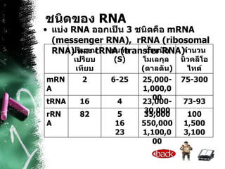 ชนิดของ  RNA แบ่ง  RNA  ออกเป็น  3   ชนิดคือ  mRNA (messenger RNA),  rRNA (ribosomal RNA)  และ  tRNA (transfer RNA)  100 1,500 3,100 35,000 550,000 1,100,000 5 16 23 82 rRNA 73-93 23,000-30,000 4 16 tRNA 75-300 25,000-1,000,000 6-25 2 mRNA จำนวน นิวคลีโอไทด์ น้ำหนักโมเลกุล  ( ดาลตัน ) ขนาด  (S) ปริมาณเปรียบเทียบ 