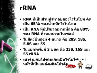 rRNA RNA  ที่เป็นส่วนประกอบของไรโบโซม คิดเป็น  65%  ของน้ำหนักไรโบโซม  เป็น  RNA  ที่มีปริมาณมากที่สุด คือ  80%  ของ  RNA  ทั้งหมดภายในเซลล์  ในสัตว์ชั้นสูงมี  4   ขนาด คือ  28S, 18S, 5.8S  และ  5S   ในแบคทีเรียมี  3   ชนิด คือ  23S, 16S  และ  5S   rRNA  เข้าร่วมกับโปรตีนเกิดเป็นไรโบโซม ทำหน้าที่เป็นแหล่งผลิตโปรตีน   