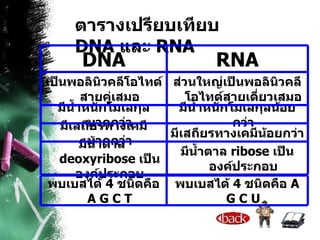 ตารางเปรียบเทียบ  DNA  และ  RNA มีน้ำตาล  ribose  เป็นองค์ประกอบ มีน้ำตาล  deoxyribose  เป็นองค์ประกอบ มีเสถียรทางเคมีน้อยกว่า มีเสถียรทางเคมีมากกว่า มีน้ำหนักโมเลกุลน้อยกว่า มีน้ำหนักโมเลกุลมากกว่า ส่วนใหญ่เป็นพอลินิวคลีโอไทด์สายเดี่ยวเสมอ เป็นพอลินิวคลีโอไทด์สายคู่เสมอ RNA DNA พบเบสได้  4  ชนิดคือ  A G C U พบเบสได้  4  ชนิดคือ  A G C T 