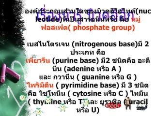 เรื่องน่ารู้ นิวคลิอิก องค์ประกอบส่วนใดของนิวคลีโอไทด์ ( nucleotide ) ที่เป็นสารอนินทรีย์ คือ  หมู่ฟอสเฟต (  phosphate group ) เบสไนโตรเจน  ( nitrogenous base ) มี  2  ประเภท คือ เพียวรีน   ( purine base )  มี 2  ชนิดคือ อะดีนีน  ( adenine  หรือ  A  )  และ กวานีน  (  guanine  หรือ  G  ) ไพริมีดีน   (  pyrimidine base )  มี  3  ชนิด คือ ไซโทนีน  (  cytosine  หรือ  C  )  ไทมีน  (  thymine   หรือ  T ) และ ยูราซิล  (  uracil  หรือ  U ) 