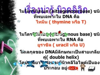 เรื่องน่ารู้ นิวคลิอิก ไนโตรจีนัสเบส  ( nitrogenous base )  ชนิดที่พบเฉพาะใน  DNA  คือ  ไทมีน   (  thymine   หรือ  T ) ไนโตรจีนัสเบส  ( nitrogenous base )  ชนิดที่พบเฉพาะใน  RNA  คือ  ยูราซิล   (  uracil  หรือ  U ) โมเลกุลของ  DNA มีลักษณะเป็นสายเกลียวคู่ (  double helix ) โดยเกลียว  1   รอบจะมีนิวคลีโอไทด์เป็นองค์ประกอบ อยู่  10   คู่ 