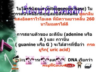เรื่องน่ารู้ นิวคลิอิก ไนโตรจีนัสเบส  ( nitrogenous base )  ในกรดนิวคลีอิกมีคุณสมบัติพิเศษคือ  ดูดกลืนแสงอัลตราไวโอเลต ที่มีความยาวคลื่น  260  นาโมเมตรได้ดี การสลายตัวของ อะดีนีน  ( adenine  หรือ  A  )  และ กวานีน (  guanine  หรือ  G  )  จะได้สารที่ชื่อว่า  กรดยูริก (  uric acid ) กระบวนการการสังเคราะห์  DNA   เรียกว่า  Replication 